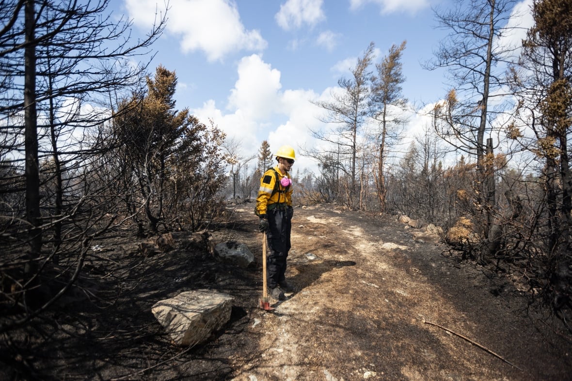 A lone man stands in a burned forest.