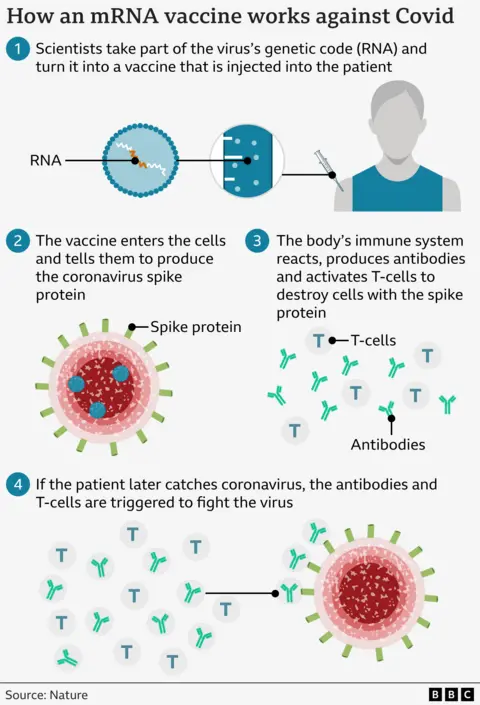The chart shows how mRNA vaccines work by scientists taking part of the virus' genetic code and injecting it into a patient.