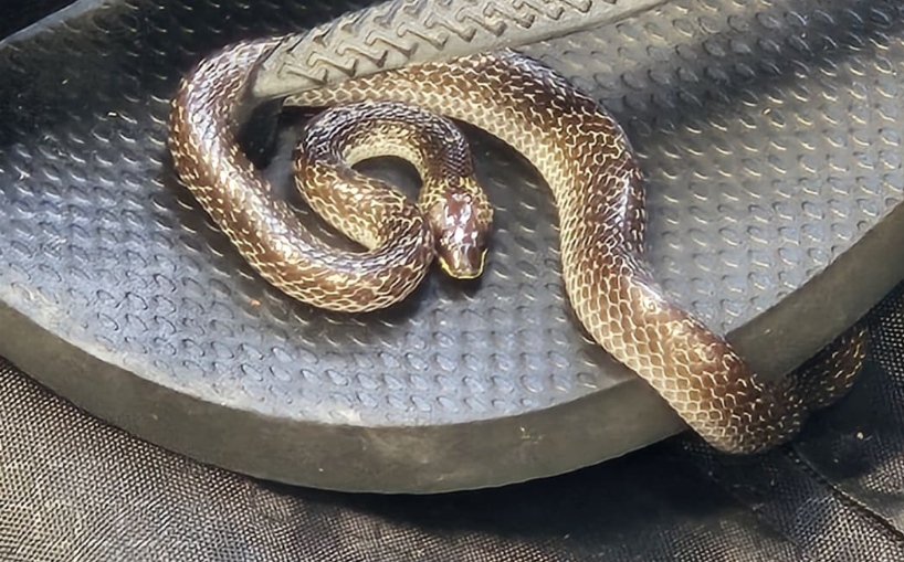 Live snake found in Christchurch traveller's baggage