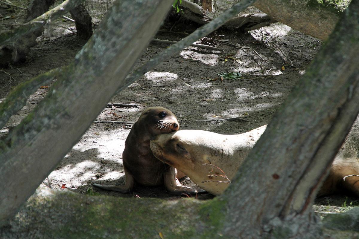 'Heartless' sea lion attacks need to stop, advocates say