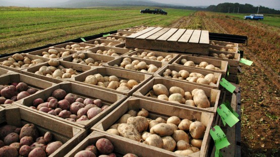 160 years of Cornell potato breeding with national impact