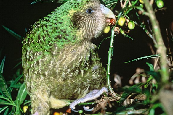 The kakapo, a flightless parrot, is critically endangered.