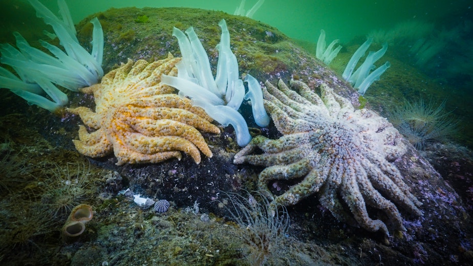 caption: Sunflower stars and vase tunicates grow on the sea floor of Rivers Inlet, British Columbia, in 2023.