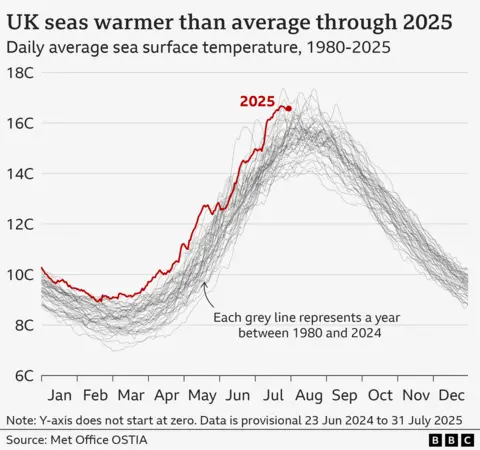 A graph showing daily average sea surface temperatures for every year from 1980 to 2025. They form a bell curve, with the peak around July and August and the lowest point in February and March. Years from 1980 to 2024 are shown as grey lines. A single red line shows temperatures for 2025 so far. For each day of 2025, the red line is above almost all other grey lines, showing previous years. It is particularly high versus previous years in April, May and July.