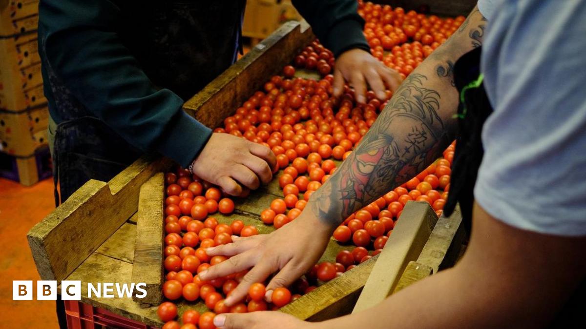 Small tomatoes slide down a wooden chute into a cardboard box while the tattooed arms of two workers can be seen sorting through them.