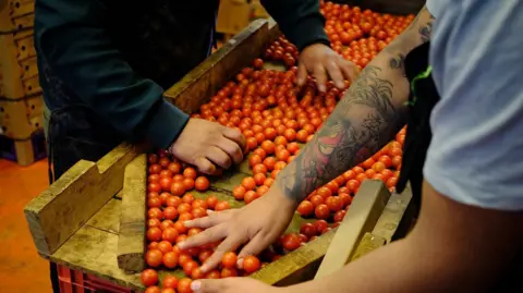 Getty Images Small tomatoes slide down a wooden chute into a cardboard box while the tattooed arms of two workers can be seen sorting through them.  