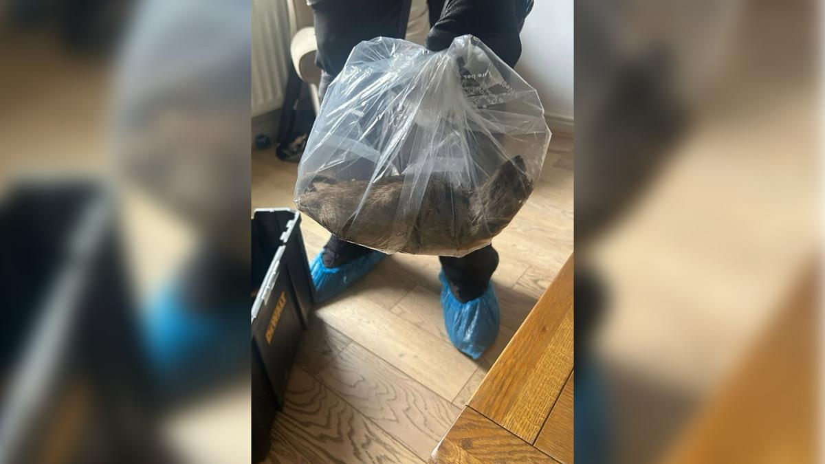 Yorkshire: Disgust as giant rat the size of a dog found in Normanby home