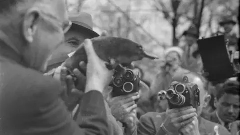 Australian Museum A man holds a platypus in front of old film cameras