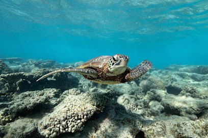 A green turtle swimming above turf algae-covered coral in the World Heritage-listed Ningaloo Reef.