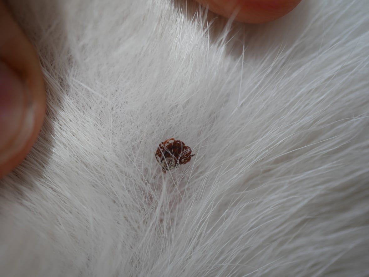 American dog tick in fur