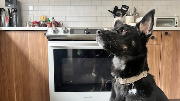 Winnipeg woman says dog started fire by turning on stove under recall notice — twice