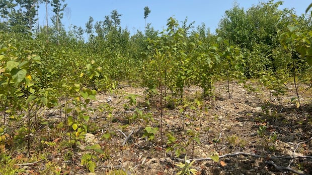 Dry conditions taking a toll across New Brunswick, sparking new forestry restrictions