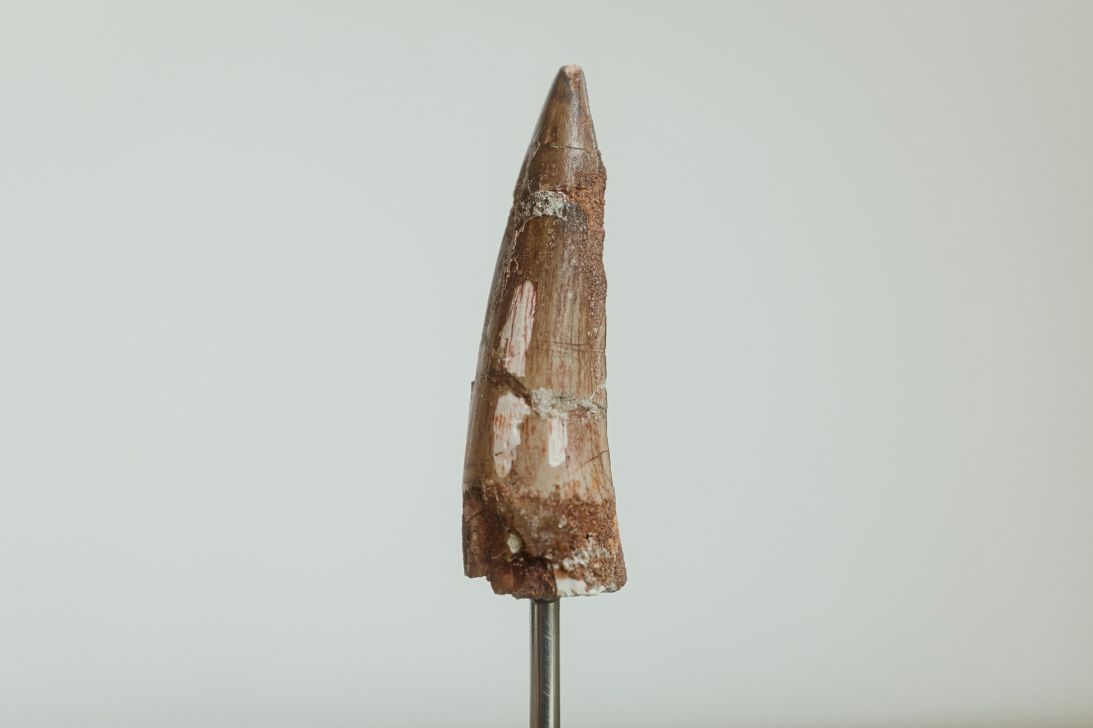 The yellowish brown fossil tooth cost the writer about $100.