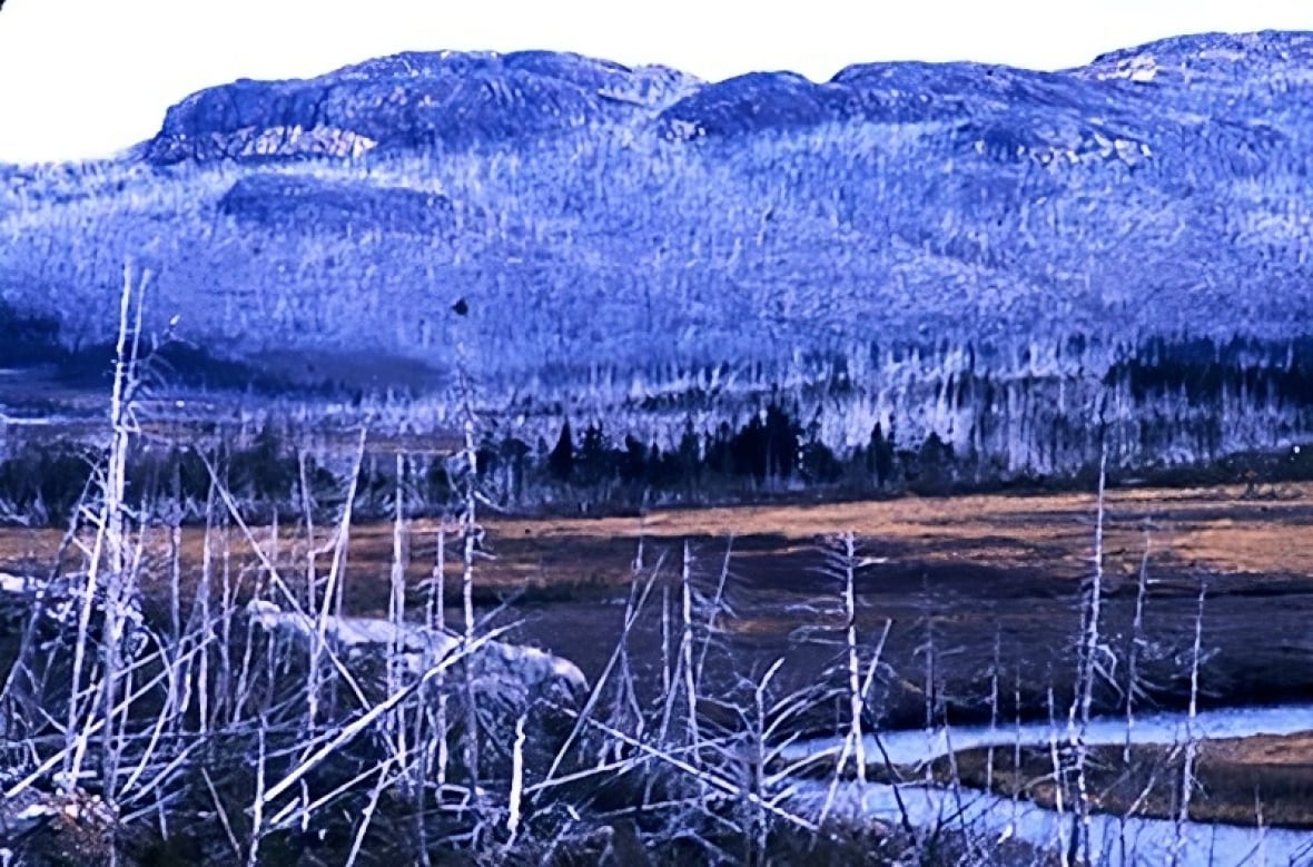 Aged photo of a burned forest.