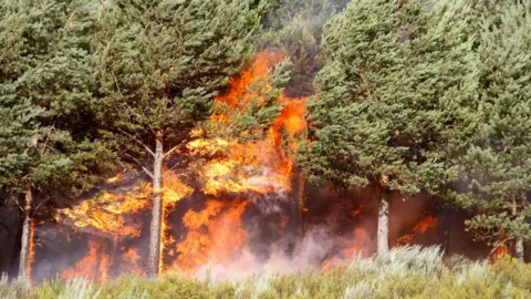 EPA Flames burn a wooded area near the town of Castromil in Zamora province, Spain, 15 August 2025. Green pine trees can be seen quite close up - with the red and yellow flames burning in the middle of them