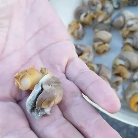 Philip Haupt / Kent & Essex Inshore Fisheries and Conservation Authority A dead whelk is on the top of an open palm of a white hand. There are more dead whelks in a bucket in the background. 