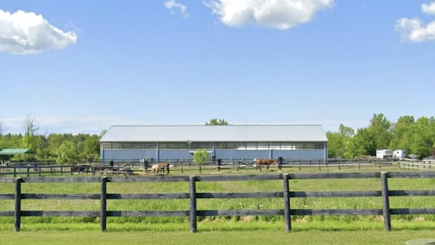 1 horse dead, several injured at Welland, Ont., farm in 'disturbing' animal cruelty, police say