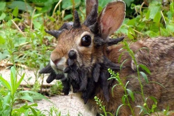 The dramatic growths don’t harm rabbits unless they grow on their eyes or mouths and interfere with their eating.