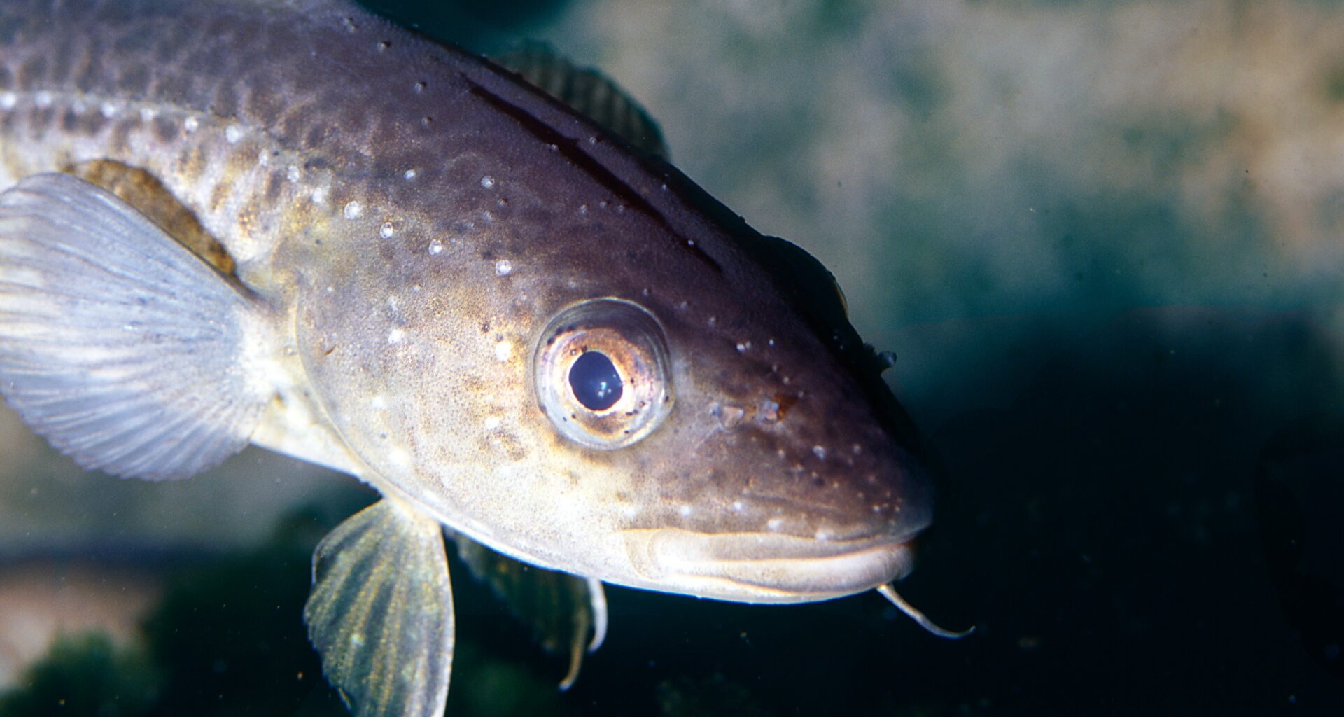 Offshore wind power and passive fishing – The active way to use space