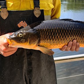 A carp removed from a Perth wetland.