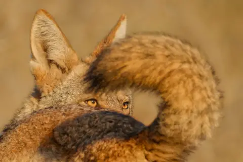 Parham Pourahmad A close-up of a male coyote’s amber eye, framed by the sweeping black-tipped tail of a nearby female. Both coyotes are partially visible in soft natural light.
