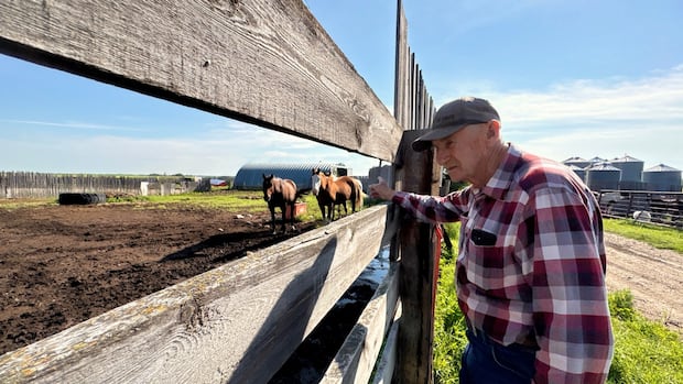 Alberta farmers in this conservative stronghold feel conflicted as Battle River-Crowfoot byelection nears