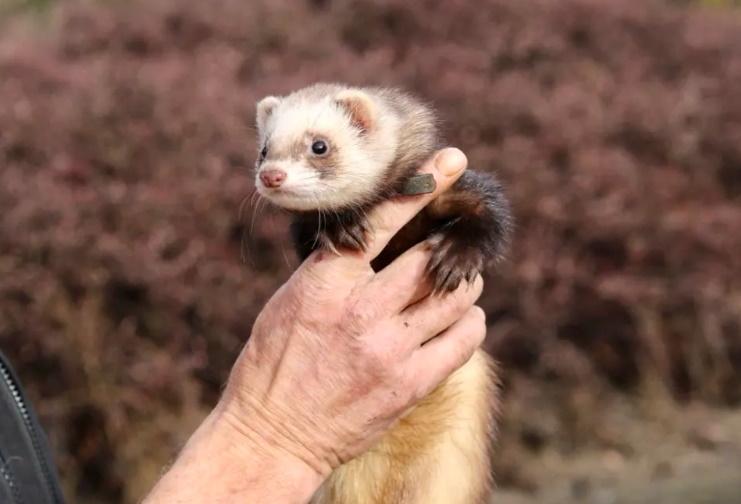 Ferrets enlisted in Queenstown rabbit fight