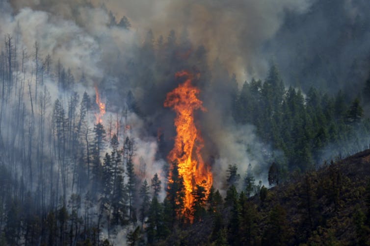A high column of flames rises from a smoke-filled forest.