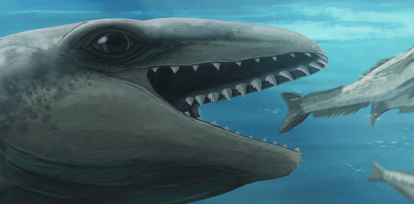 A cornucopia of tiny, bizarre whales used to live in Australian waters – here’s one of them