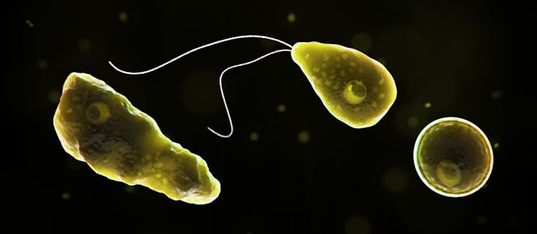 Naegleria fowleri, the brain-eating amoeba