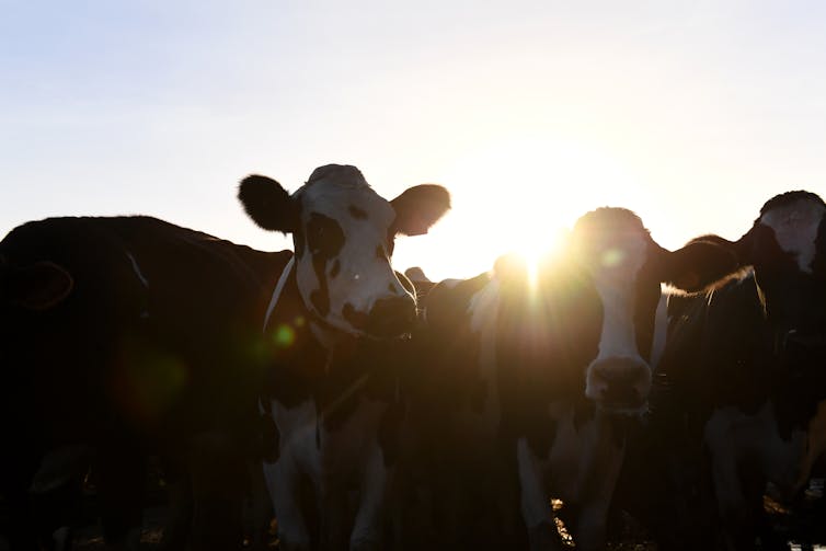 Dairy cows in silhouette.