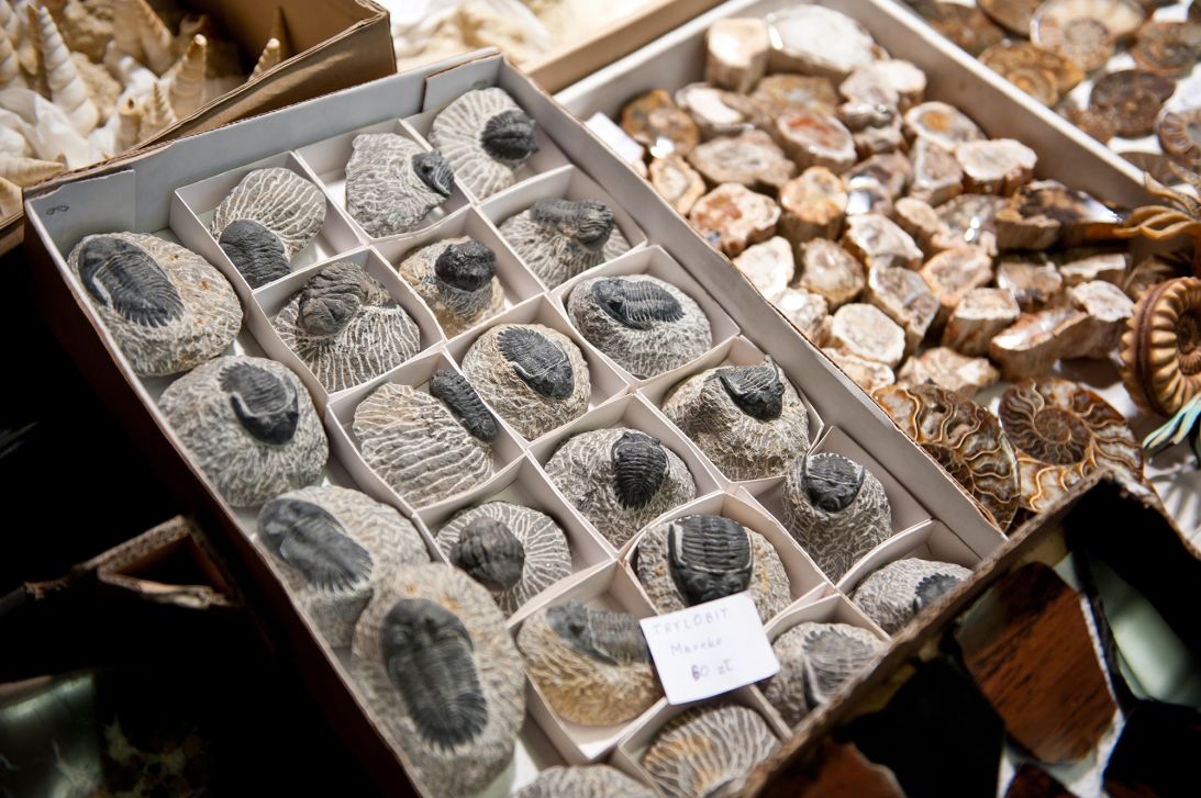 Trilobite fossils from Morocco are exhibited at the Warsaw Mineral Expo in 2016 in Poland.