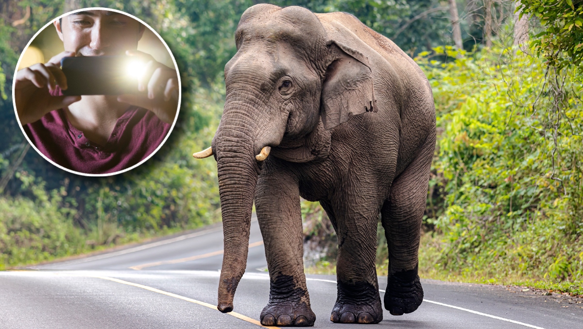 Man Learns The Hard Way Why You Don't Use A Flash When Photographing Elephants