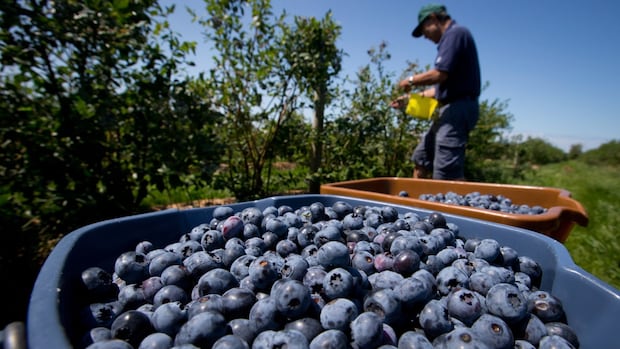 Who controls the food supply? Proposed changes to seed reuse reopens debate