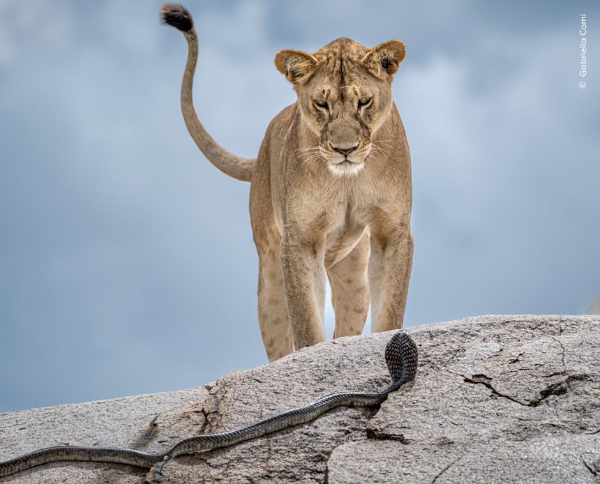 Gabriella Comi took this photo of a lioness facing down a cobra.