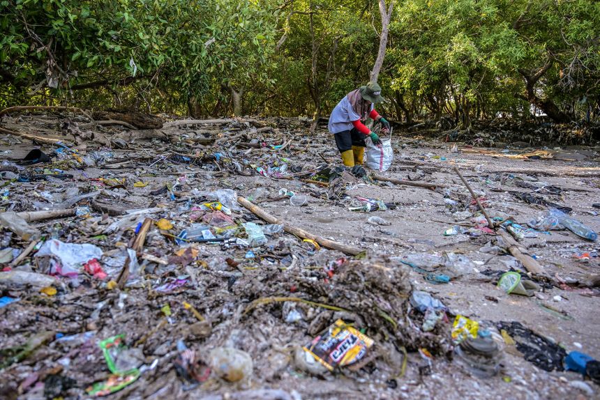 A volunteer collects plastic waste from a mangrove swamp in Surabaya, Indonesia, on July 26, 2025, during World Mangrove Day.