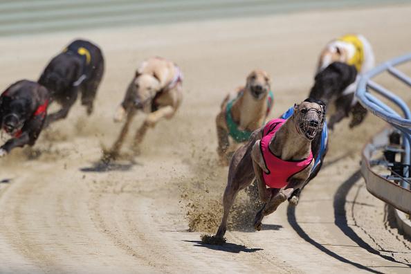 Greyhound season ends with 17 dead, hundreds injured
