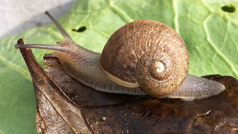 ‘Observologists’ search New Zealand to give rare snail Ned a chance at love