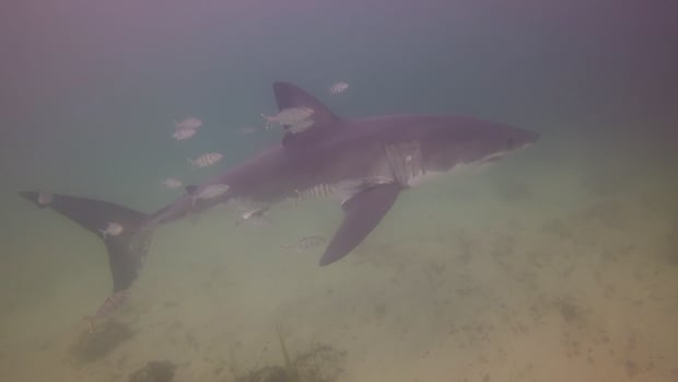 Scuba divers come face to face with great white shark near Hubbards, N.S.