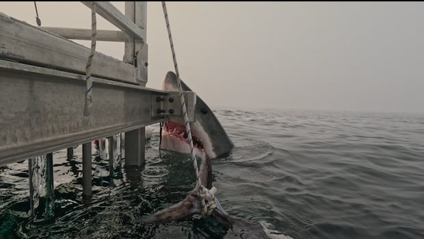 Close encounter with great white shark near Halifax sparks awe, disbelief