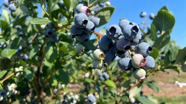 Drought conditions, fire risk mean N.S. blueberries will be in short supply