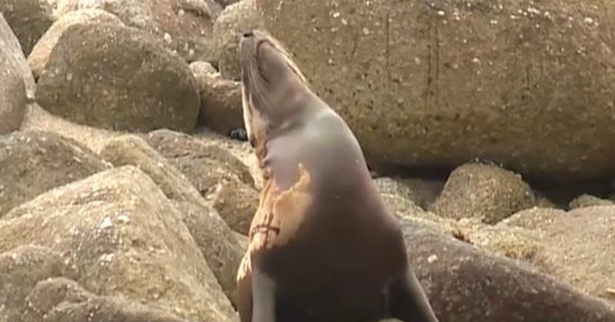 Seal mutilation witnessed at Point Pinos Beach