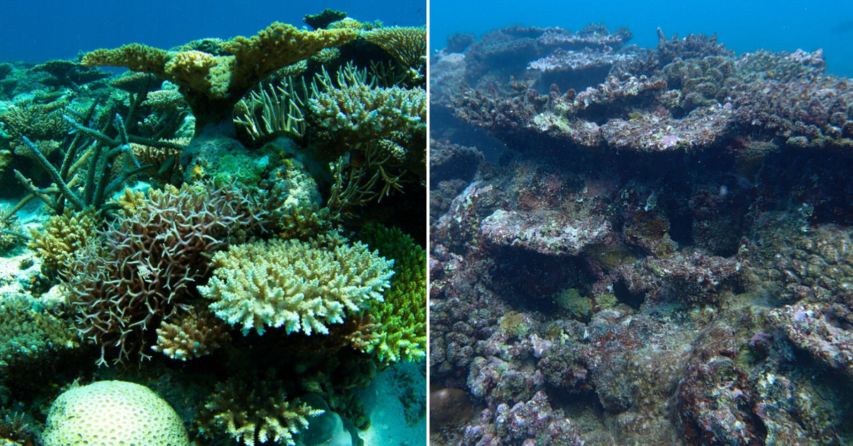 WA suffers worst coral bleaching on record after severe marine heatwave