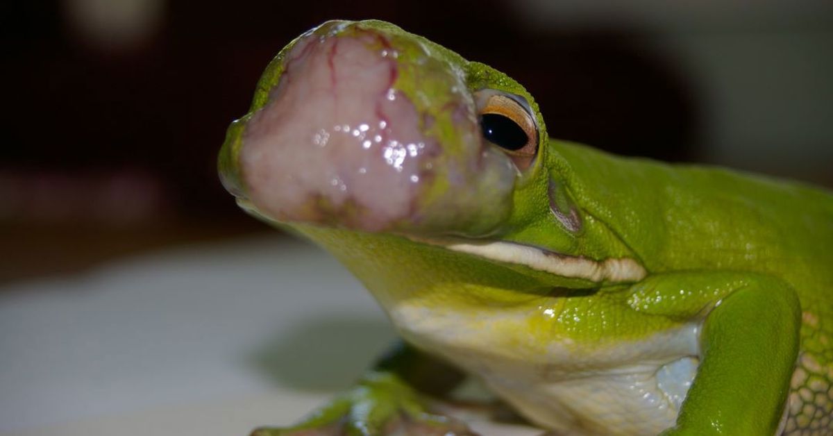 Mystery tumours killing green tree frogs in North Queensland