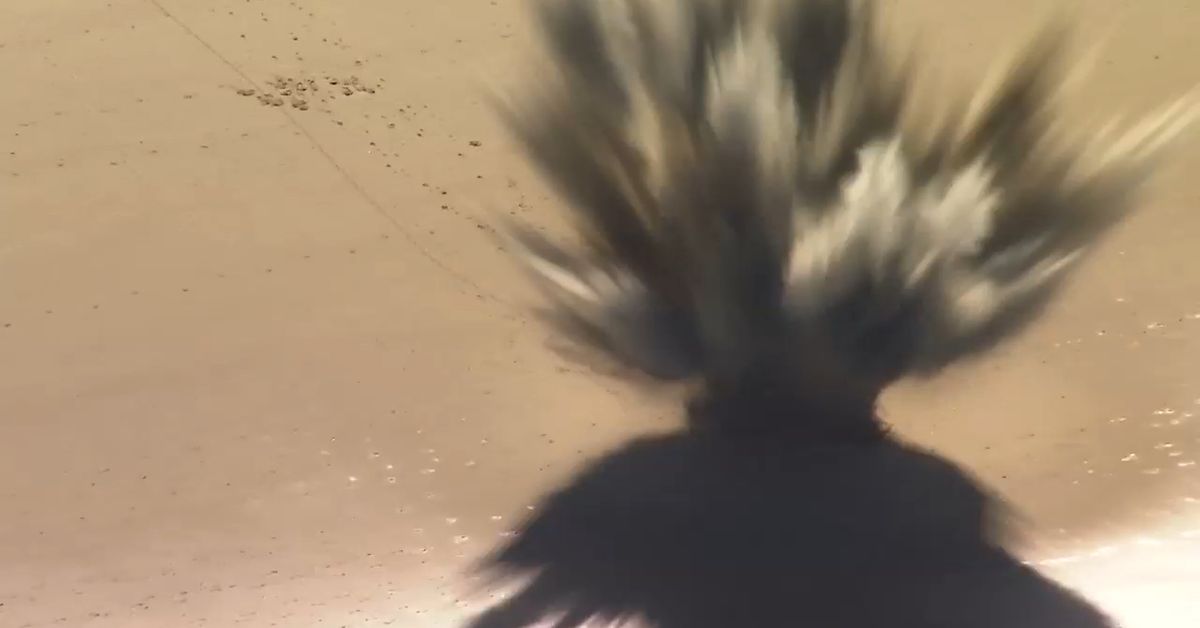 Police explode dangerous device found on Sunshine Coast beach