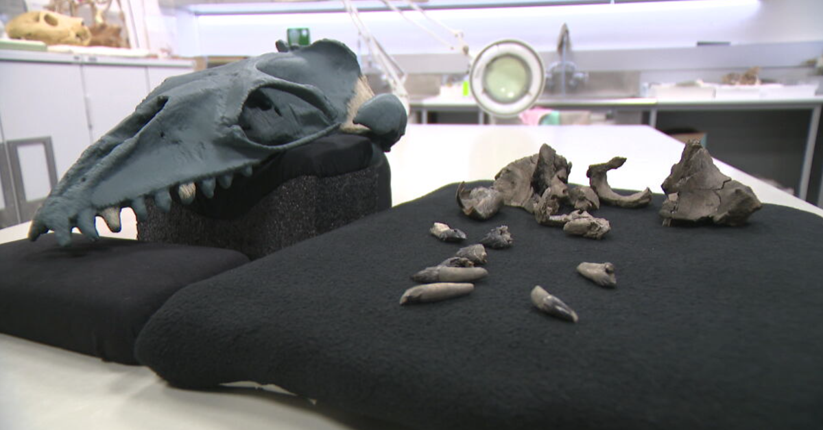 Fossil found on Victorian beach leads to discovery of 'deceptively cute' whale species