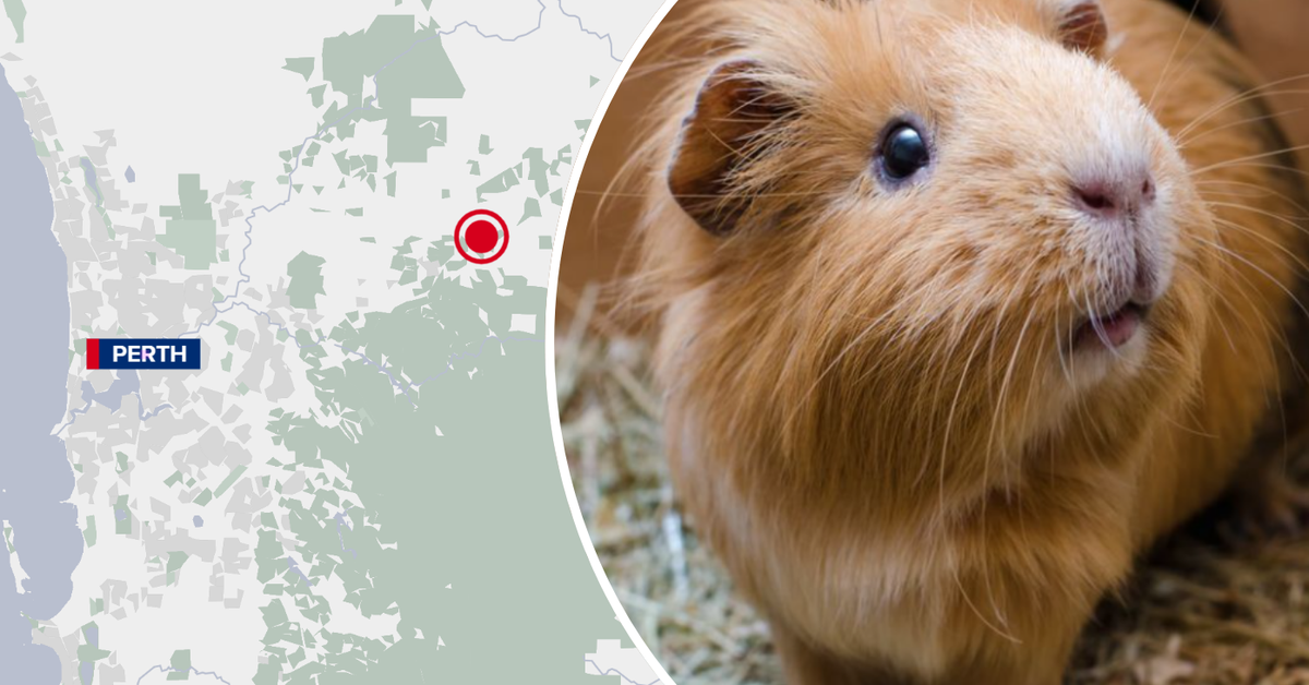 Perth prisoners accused of eating guinea pigs from animal shelter