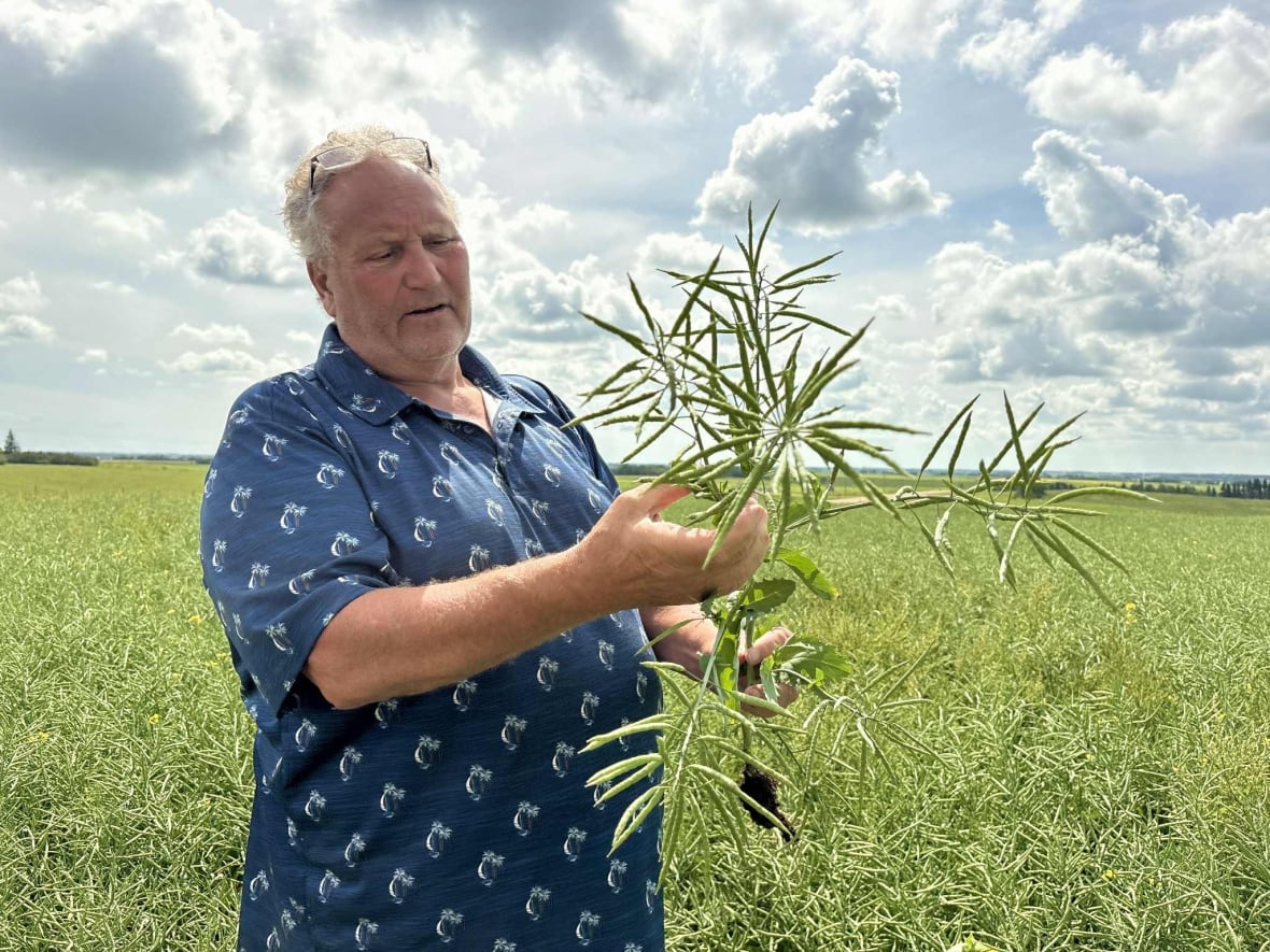 A man in a blue shirt holds a stem of canola in his hand, he is surrounded by a field of green canola.