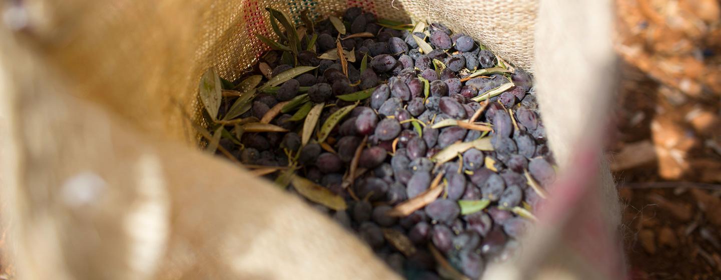 Olives and olive oil production in the West Bank are a cornerstone of Palestinian culture.