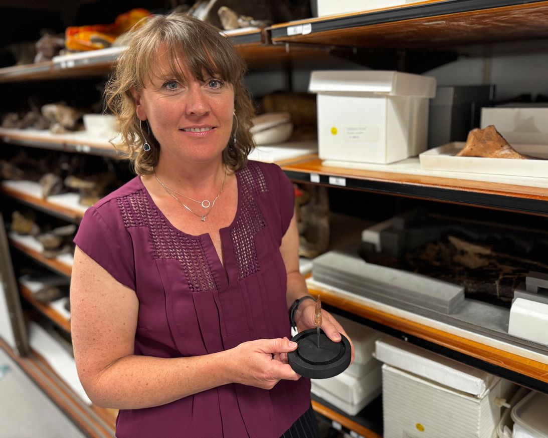 Susannah Maidment, a senior researcher and fossil expert at London's Natural History Museum, examined Prisco's fossil, confirming 
